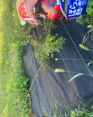 信州なかのバラまつりで買ったバラがだいぶ成長しました🌹
が、葉っぱがない！🌱🌱
イモムシに食べられちゃったみたいです🐛🐛🐛
とりあえず殺虫剤をまいたけど効くかな？#長野県 #中野市 #鉄工所 #鉄骨製作　#Hグレード #社員募集中 #バラ #信州なかのバラまつり #イモムシ #殺虫剤