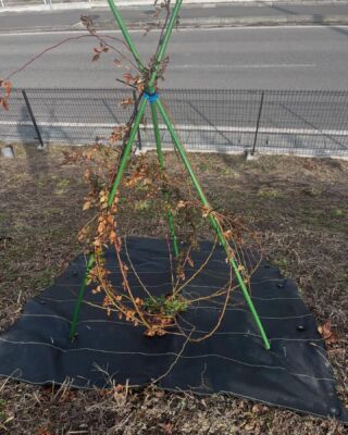ようやく暖かくなってきました☀️
去年植えたバラにも芽が出始めました🌱
もうすぐ春ですね🌸🌸#長野県 #中野市 #鉄工所 #鉄骨製作　#Hグレード #社員募集中 #バラ #もうすぐ春